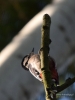 Filename=341_fotowilga~32.JPG
Filesize=236KB
Dimensions=525x700
Date added=Feb 14, 2019 341_fotowilga~32.JPG