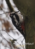 Filename=342_fotowilga~22.JPG
Filesize=76KB
Dimensions=343x480
Date added=Mar 07, 2016 342_fotowilga~22.JPG