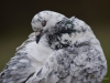 Filename=342_fotowilga~25.JPG
Filesize=251KB
Dimensions=700x525
Date added=Oct 05, 2019 342_fotowilga~25.JPG