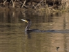 Filename=342_fotowilga~34.JPG
Filesize=261KB
Dimensions=700x525
Date added=Jan 08, 2019 342_fotowilga~34.JPG