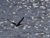 Filename=342_fotowilga~37.JPG
Filesize=377KB
Dimensions=700x525
Date added=Apr 17, 2019 342_fotowilga~37.JPG