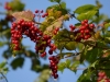 Filename=342_fotowilga~39.JPG
Filesize=296KB
Dimensions=700x525
Date added=Dec 28, 2019 342_fotowilga~39.JPG