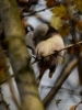 Filename=343_fotowilga~29.JPG
Filesize=248KB
Dimensions=525x700
Date added=Dec 11, 2017 343_fotowilga~29.JPG