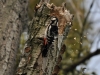 Filename=343_fotowilga~30.JPG
Filesize=306KB
Dimensions=700x525
Date added=Mar 01, 2018 343_fotowilga~30.JPG