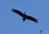 Filename=343_fotowilga~32.JPG
Filesize=165KB
Dimensions=700x499
Date added=Apr 21, 2019 343_fotowilga~32.JPG