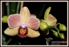 Filename=343_fotowilga~6.JPG
Filesize=259KB
Dimensions=720x492
Date added=Aug 03, 2014 343_fotowilga~6.JPG