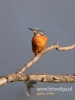 344_fotowilga~10.JPG