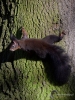 Filename=345_fotowilga~28.JPG
Filesize=398KB
Dimensions=525x700
Date added=Jun 12, 2018 345_fotowilga~28.JPG