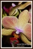 345_fotowilga~4.JPG