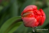 Filename=345_fotowilga~8.JPG
Filesize=295KB
Dimensions=720x493
Date added=Jul 26, 2014 345_fotowilga~8.JPG