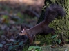 Filename=346_fotowilga~30.JPG
Filesize=305KB
Dimensions=700x525
Date added=Apr 24, 2018 346_fotowilga~30.JPG