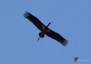 Filename=346_fotowilga~38.JPG
Filesize=154KB
Dimensions=700x500
Date added=Mar 30, 2019 346_fotowilga~38.JPG