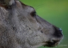 Filename=346_fotowilga~39.JPG
Filesize=280KB
Dimensions=700x500
Date added=Nov 03, 2019 346_fotowilga~39.JPG