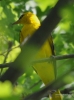 Filename=347_fotowilga~26.JPG
Filesize=241KB
Dimensions=520x700
Date added=Jun 22, 2017 347_fotowilga~26.JPG