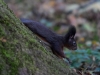 Filename=347_fotowilga~33.JPG
Filesize=267KB
Dimensions=700x525
Date added=Feb 21, 2018 347_fotowilga~33.JPG