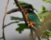 Filename=347_fotowilga~35.JPG
Filesize=235KB
Dimensions=700x560
Date added=Apr 24, 2018 347_fotowilga~35.JPG