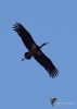 Filename=347_fotowilga~36.JPG
Filesize=160KB
Dimensions=499x700
Date added=Jun 24, 2018 347_fotowilga~36.JPG