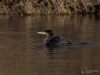 Filename=347_fotowilga~38.JPG
Filesize=262KB
Dimensions=700x525
Date added=Jan 06, 2019 347_fotowilga~38.JPG