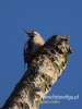 Filename=348_fotowilga~28.JPG
Filesize=52KB
Dimensions=360x480
Date added=Jan 23, 2017 348_fotowilga~28.JPG