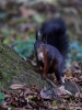 Filename=348_fotowilga~31.JPG
Filesize=293KB
Dimensions=525x700
Date added=Nov 21, 2017 348_fotowilga~31.JPG