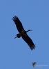 Filename=348_fotowilga~32.JPG
Filesize=150KB
Dimensions=499x700
Date added=Feb 11, 2018 348_fotowilga~32.JPG