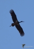 Filename=349_fotowilga~29.JPG
Filesize=150KB
Dimensions=499x700
Date added=Apr 21, 2019 349_fotowilga~29.JPG