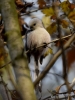 Filename=351_fotowilga~27.JPG
Filesize=262KB
Dimensions=525x700
Date added=Nov 21, 2017 351_fotowilga~27.JPG