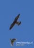 352_fotowilga~15.JPG