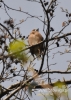Filename=352_fotowilga~7.JPG
Filesize=198KB
Dimensions=386x540
Date added=Nov 30, 2014 352_fotowilga~7.JPG