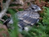 Filename=353_fotowilga~32.JPG
Filesize=313KB
Dimensions=700x525
Date added=Jul 31, 2019 353_fotowilga~32.JPG