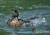 355_fotowilga~13.JPG