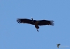 Filename=355_fotowilga~23.JPG
Filesize=154KB
Dimensions=700x500
Date added=Apr 21, 2019 355_fotowilga~23.JPG