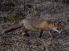 Filename=355_fotowilga~34.JPG
Filesize=346KB
Dimensions=700x525
Date added=Jul 23, 2019 355_fotowilga~34.JPG