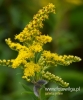 356_fotowilga~29.JPG