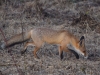 Filename=356_fotowilga~37.JPG
Filesize=340KB
Dimensions=700x525
Date added=Nov 15, 2018 356_fotowilga~37.JPG