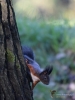 Filename=358_fotowilga~25.JPG
Filesize=249KB
Dimensions=525x700
Date added=Apr 02, 2018 358_fotowilga~25.JPG