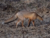 Filename=358_fotowilga~26.JPG
Filesize=367KB
Dimensions=700x525
Date added=Jan 12, 2019 358_fotowilga~26.JPG
