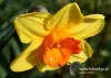 Filename=359_fotowilga~23.JPG
Filesize=89KB
Dimensions=640x455
Date added=Mar 24, 2017 359_fotowilga~23.JPG