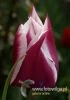 Filename=361_fotowilga~18.JPG
Filesize=60KB
Dimensions=339x480
Date added=May 15, 2016 361_fotowilga~18.JPG