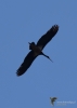 Filename=361_fotowilga~27.JPG
Filesize=154KB
Dimensions=499x700
Date added=Mar 29, 2019 361_fotowilga~27.JPG
