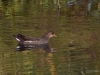 Filename=361_fotowilga~29.JPG
Filesize=325KB
Dimensions=700x525
Date added=Oct 22, 2019 361_fotowilga~29.JPG