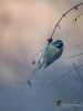 Filename=361_fotowilga~31.JPG
Filesize=217KB
Dimensions=525x700
Date added=Dec 05, 2019 361_fotowilga~31.JPG