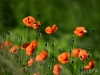 363_fotowilga~18.JPG