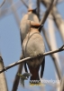 Filename=363_fotowilga~5.JPG
Filesize=73KB
Dimensions=343x480
Date added=Oct 15, 2014 363_fotowilga~5.JPG