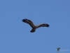 Filename=364_fotowilga~17.JPG
Filesize=192KB
Dimensions=700x525
Date added=Jun 25, 2019 364_fotowilga~17.JPG