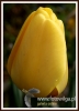 Filename=365_fotowilga~15.JPG
Filesize=64KB
Dimensions=347x480
Date added=Oct 23, 2015 365_fotowilga~15.JPG