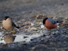 Filename=365_fotowilga~33.JPG
Filesize=261KB
Dimensions=700x525
Date added=Feb 15, 2018 365_fotowilga~33.JPG