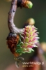 Filename=366_fotowilga~2.JPG
Filesize=81KB
Dimensions=360x540
Date added=Jan 27, 2013 366_fotowilga~2.JPG