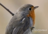 Filename=367_fotowilga~18.JPG
Filesize=84KB
Dimensions=640x457
Date added=Nov 01, 2016 367_fotowilga~18.JPG