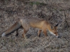 Filename=367_fotowilga~31.JPG
Filesize=338KB
Dimensions=700x525
Date added=Apr 11, 2019 367_fotowilga~31.JPG